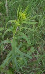 Euphorbia virgata