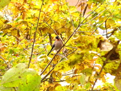 Pyrrhula pyrrhula griseiventris