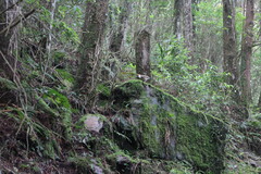 Pterorhinus ruficeps