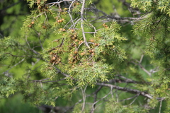 Juniperus deltoides