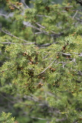 Juniperus deltoides