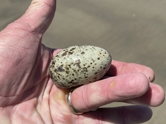 Haematopus palliatus