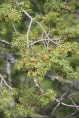 Juniperus deltoides