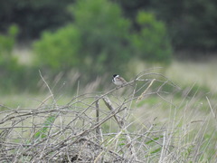 Emberiza schoeniclus