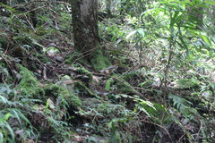 Pterorhinus ruficeps