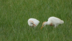 Bubulcus ibis