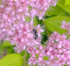Hylaeus modestus