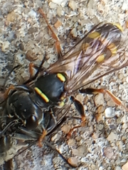 Mellinus arvensis