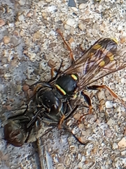 Mellinus arvensis