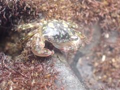 Pachygrapsus minutus
