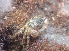 Pachygrapsus minutus
