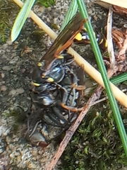 Mellinus arvensis
