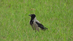 Corvus cornix