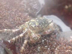 Pachygrapsus minutus