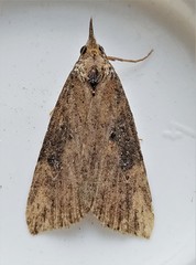 Hypena humuli