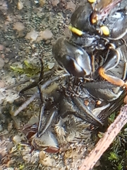 Mellinus arvensis