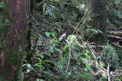 Pterorhinus ruficeps