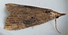 Hypena humuli
