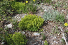 Cruciata taurica