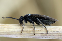 Dolerus coracinus