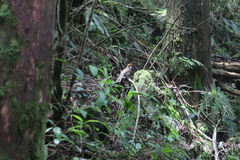 Pterorhinus ruficeps