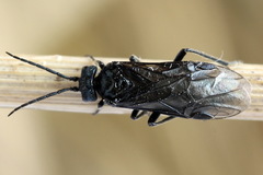 Dolerus coracinus