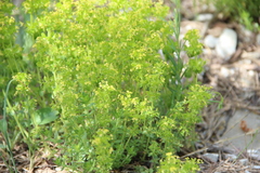 Cruciata taurica