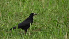 Corvus frugilegus