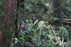 Pterorhinus ruficeps