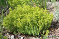 Cruciata taurica