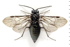 Dolerus coracinus