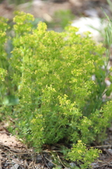 Cruciata taurica