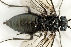 Dolerus coracinus