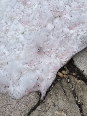 Chlamydomonas nivalis