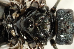 Dolerus coracinus