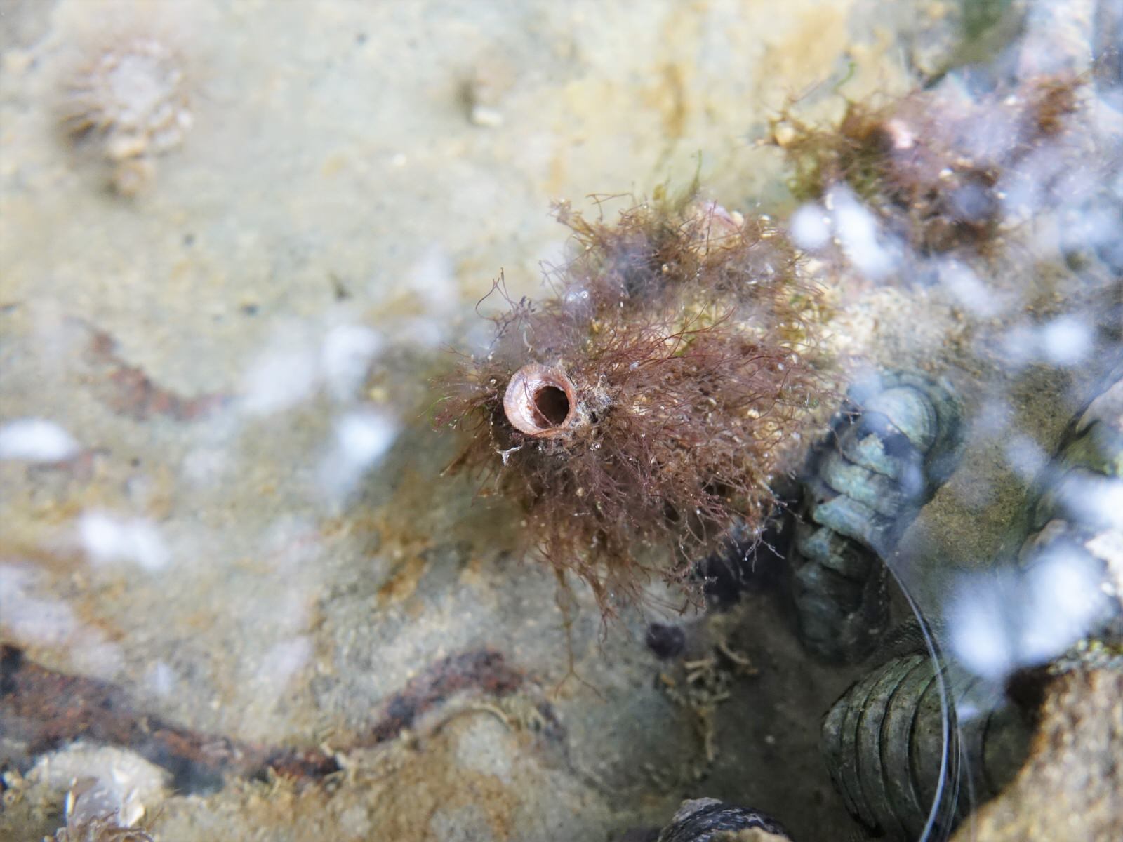 Asterocarpa humilis (Heller, 1878)