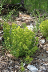 Cruciata taurica