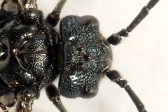 Dolerus coracinus