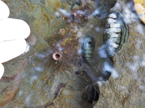 Asterocarpa humilis