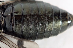 Dolerus coracinus