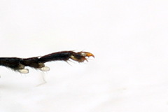 Dolerus coracinus
