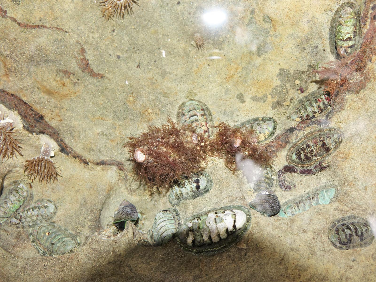 Asterocarpa humilis (Heller, 1878)