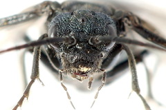 Dolerus coracinus