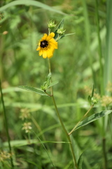 Helianthus agrestis