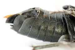 Dolerus coracinus