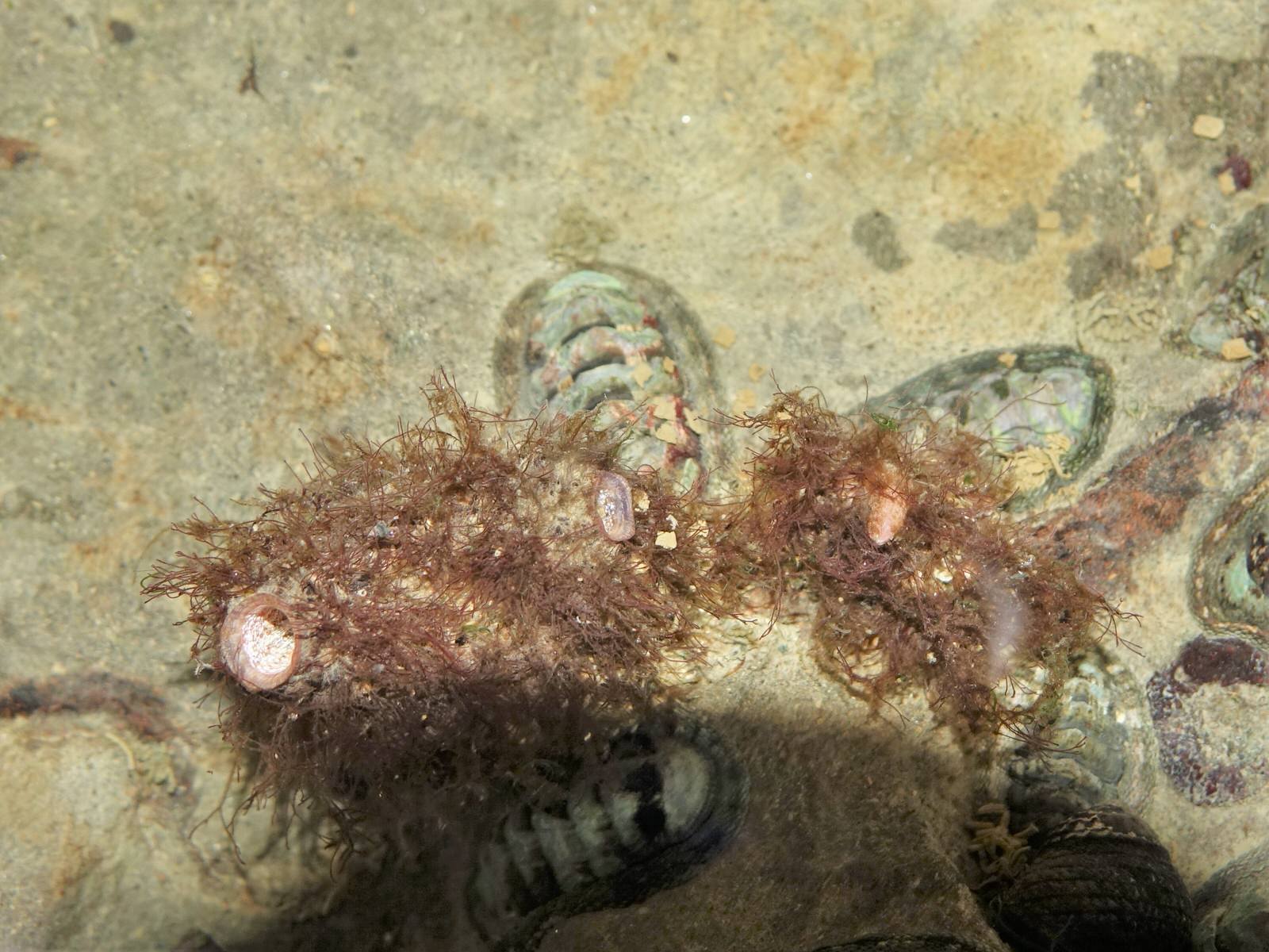 Asterocarpa humilis (Heller, 1878)