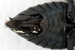 Dolerus coracinus