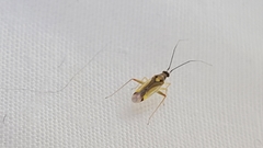Campyloneura virgula