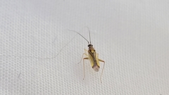 Campyloneura virgula