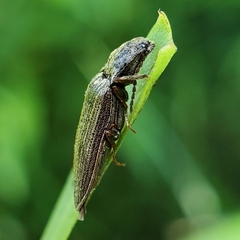 Dixicollis divaricatus